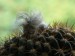 Echinopsis 2