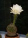 Echinopsis 7